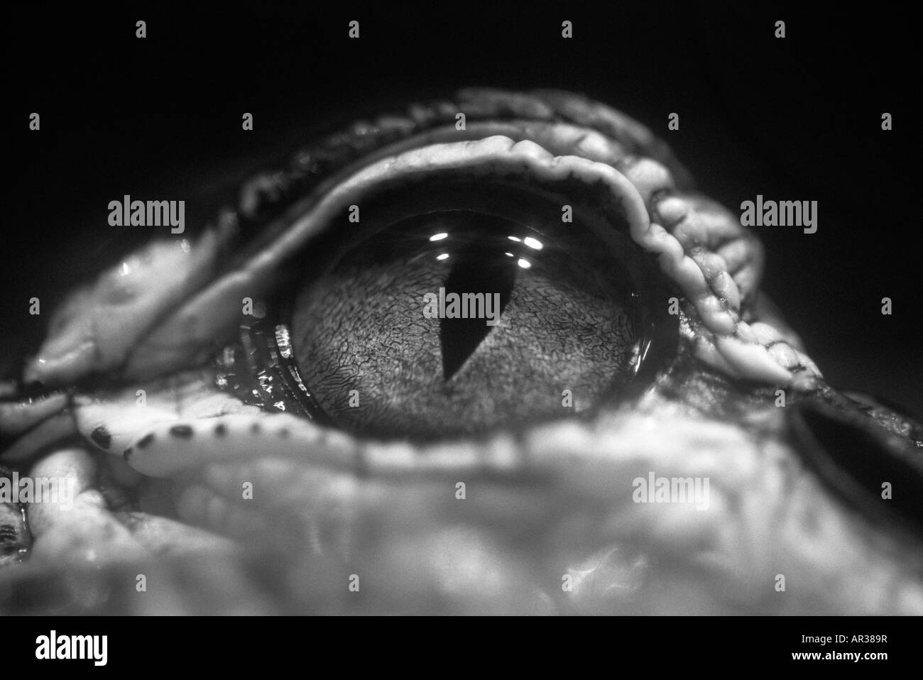 Alligator eye Stock Photo
