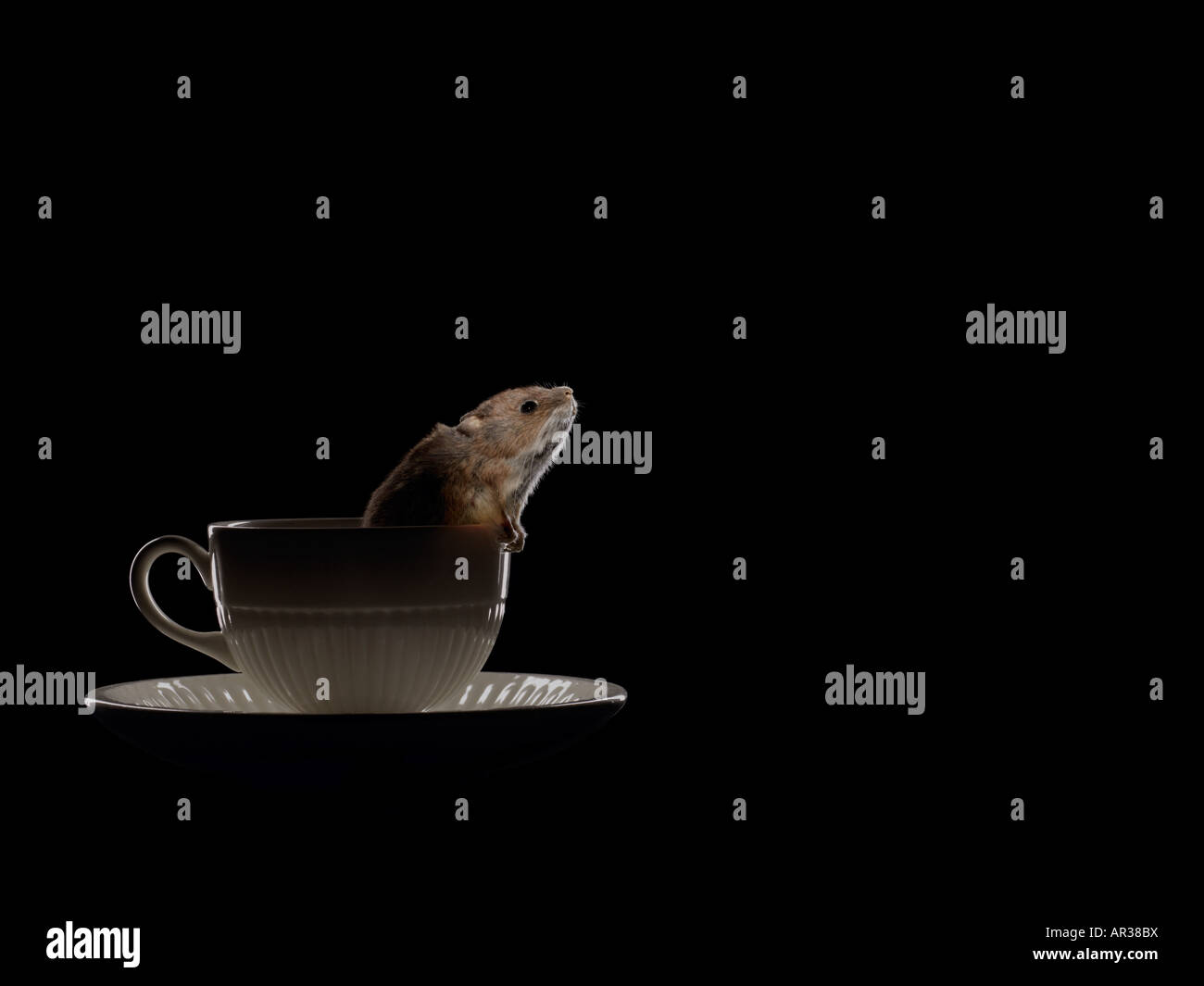 Mouse in a teacup Stock Photo - Alamy