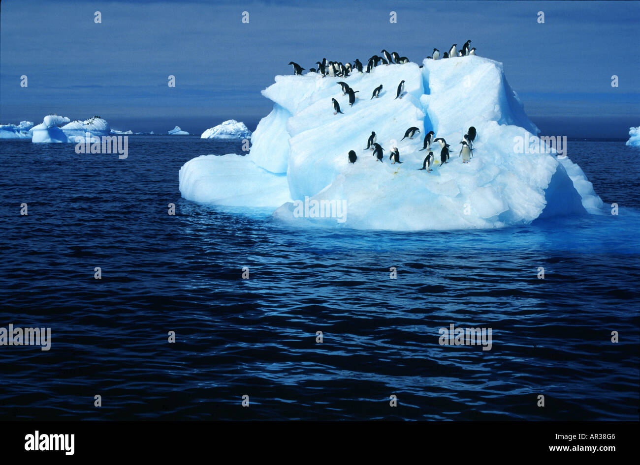 Adelie penguins on an iceberg, Paulet island, Antarctic peninsula, Antarctica Stock Photo