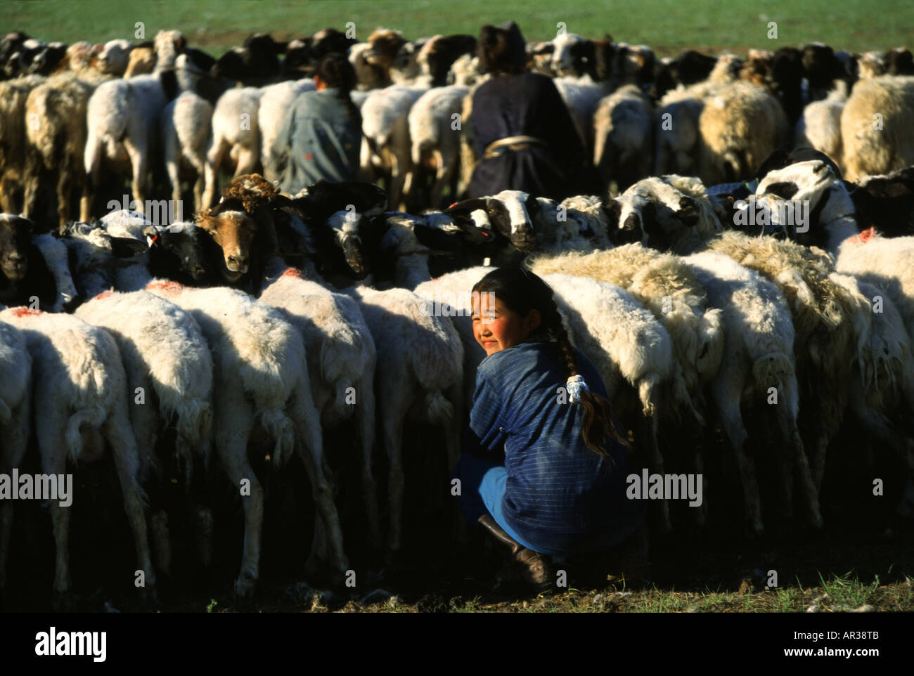 Girl milking sheep, Gobi Steppe, Mongolia Asia Stock Photo