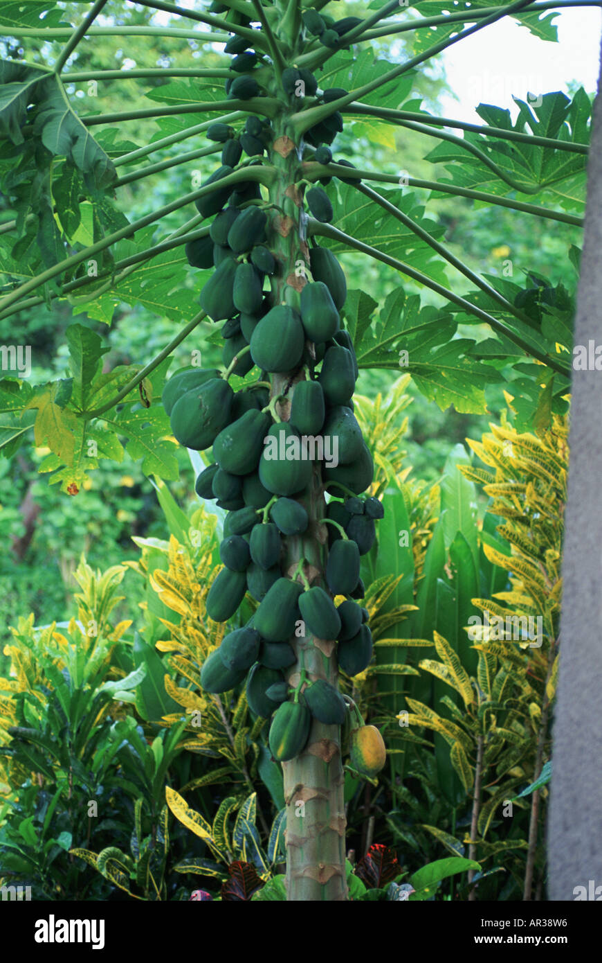 Papaya tree hawaii hires stock photography and images Alamy