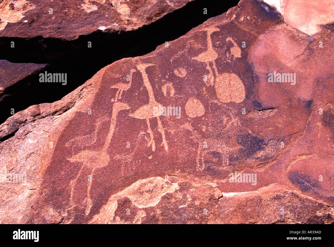 Ostrich and hoof print rock engravings at Twyfelfontein in Namibia Stock Photo