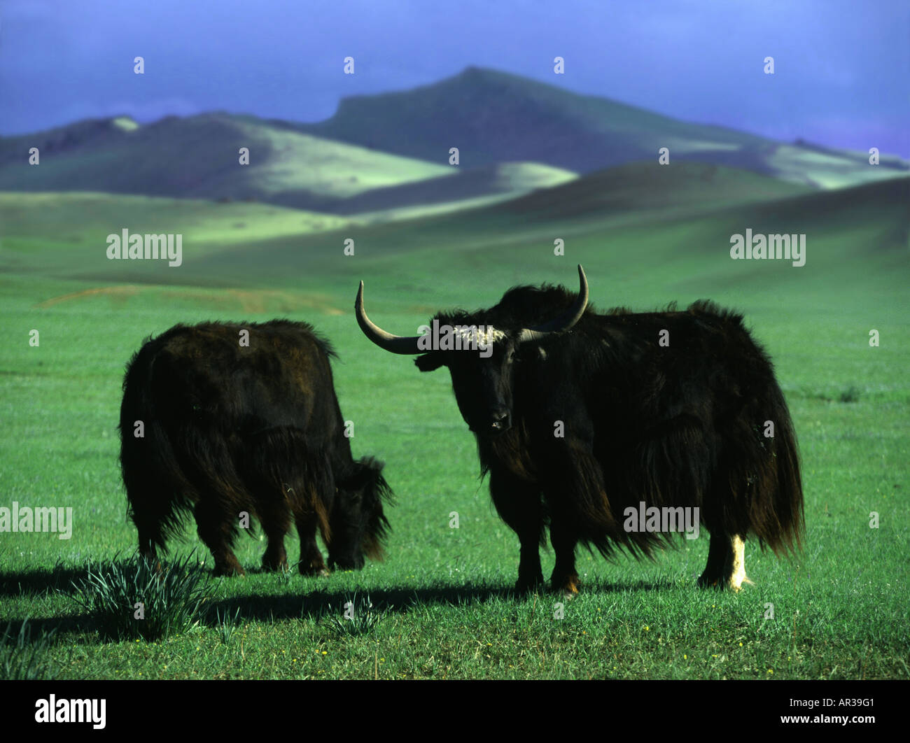 Yak coupleon a green meadow, Aimak Mountains, Mongolia, Asia Stock ...