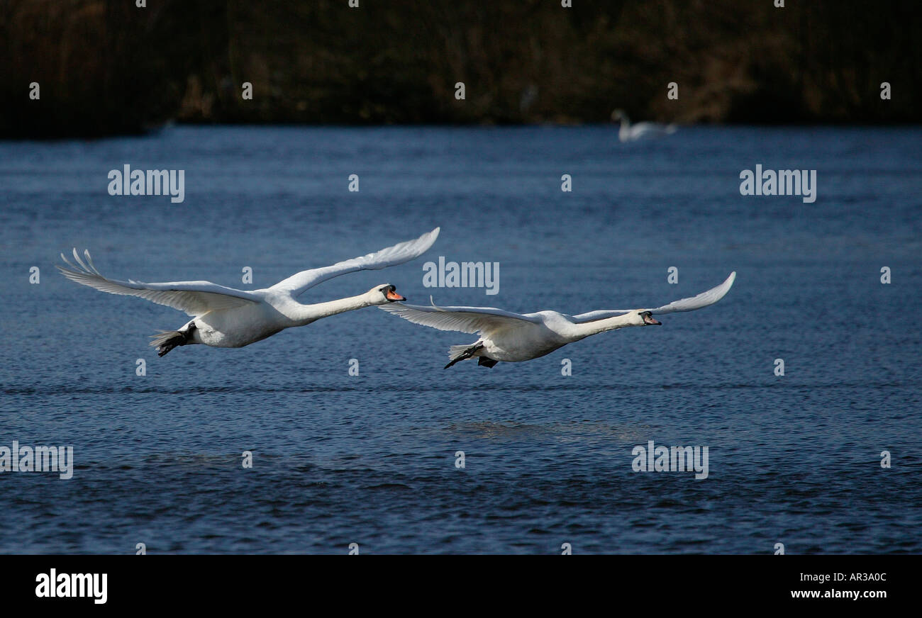 Two Mute Swans (Cygnus olor) in flight over  Scottish Loch Stock Photo
