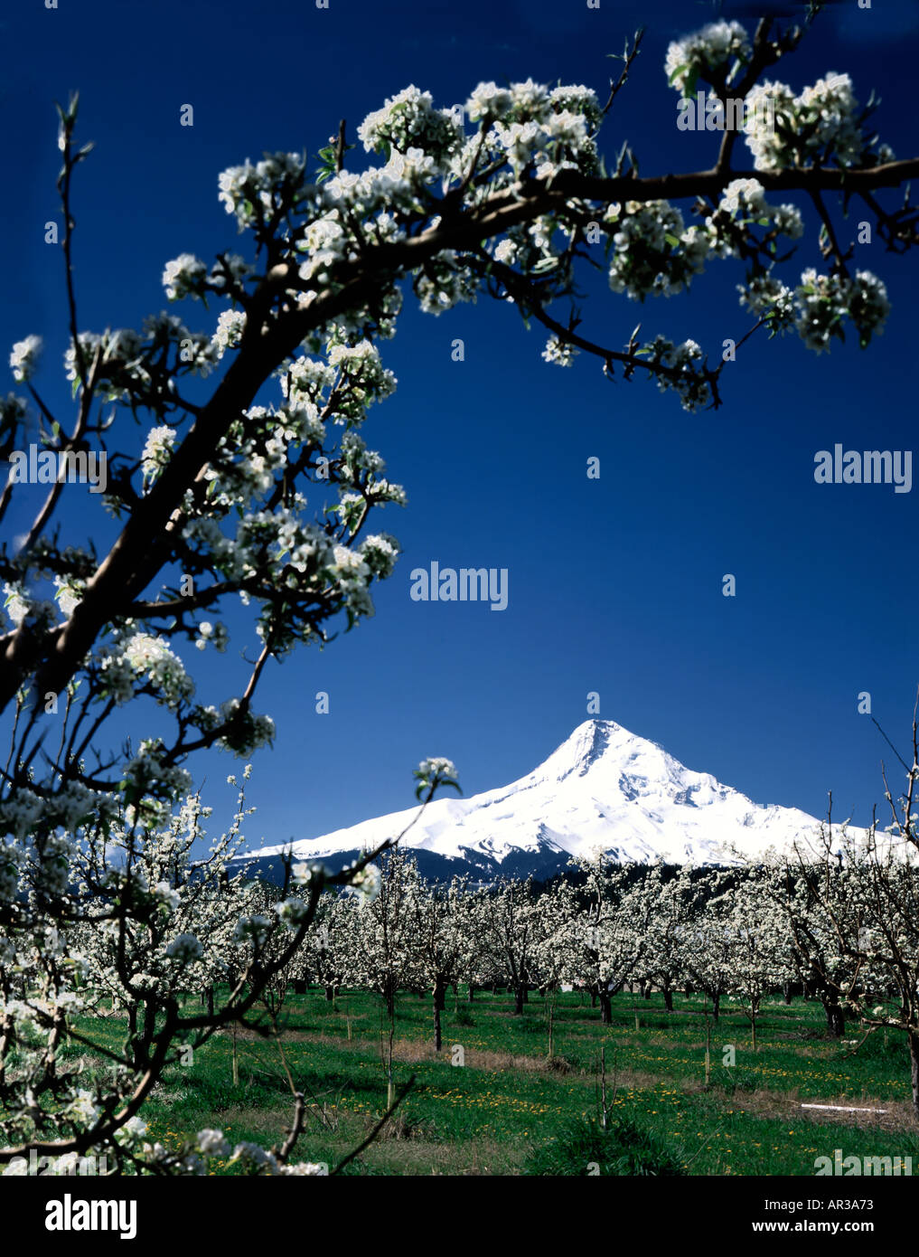Snow covered Mount Hood looks down on the blooming apple orchards and