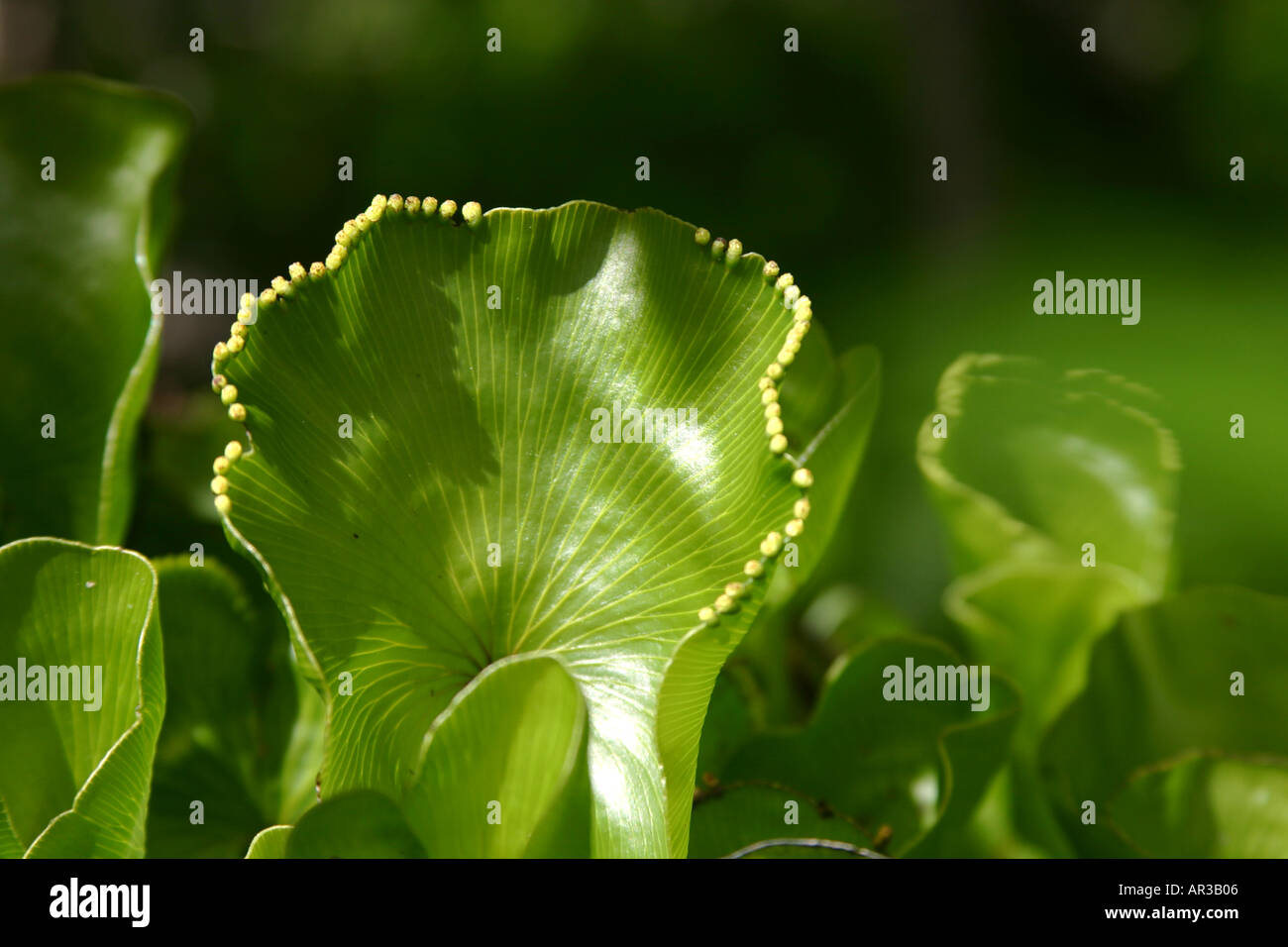 Kidney fern with crowded sori on leaf margins New Zealand Stock Photo