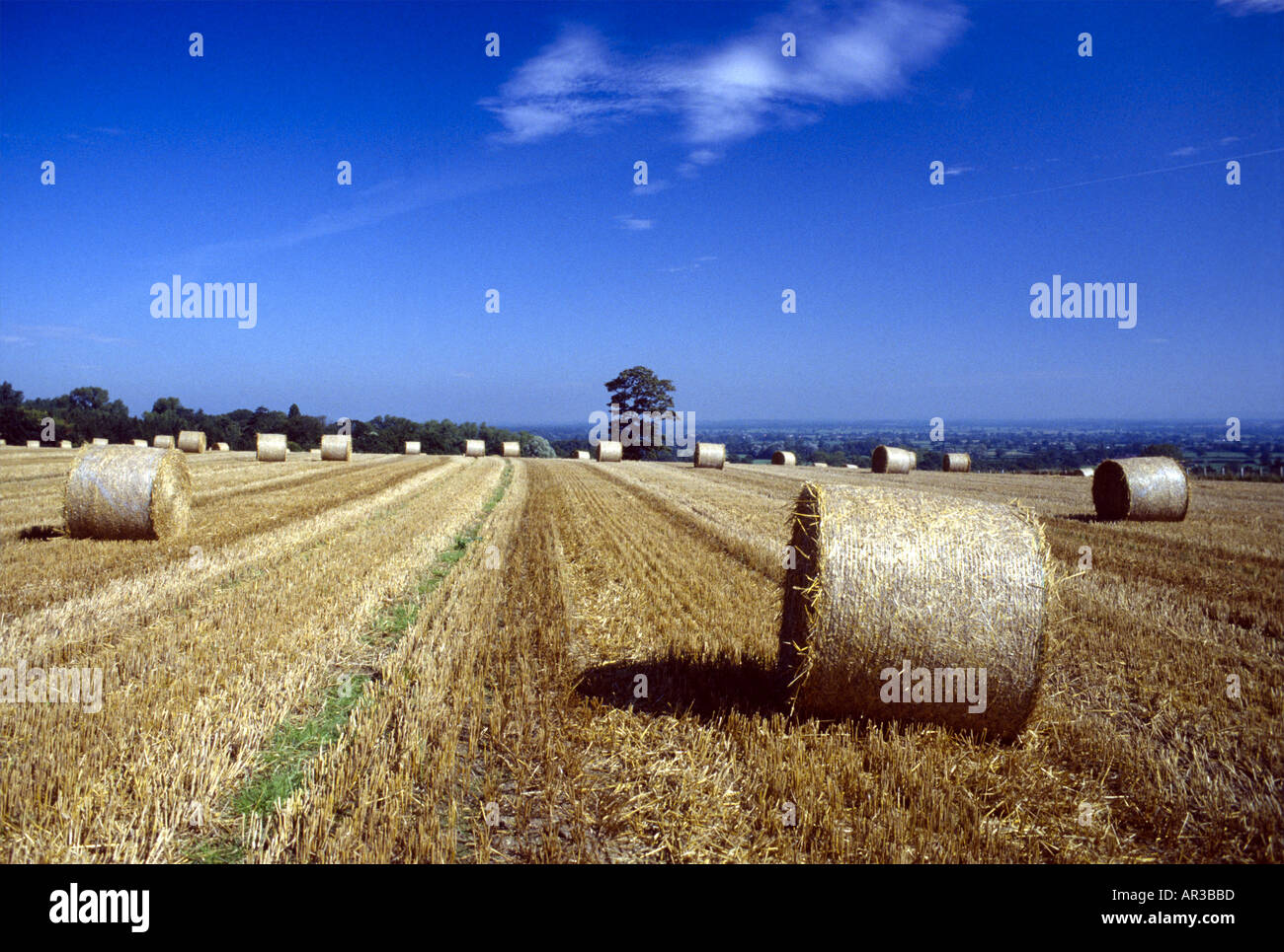 Straw cylinders hires stock photography and images Alamy