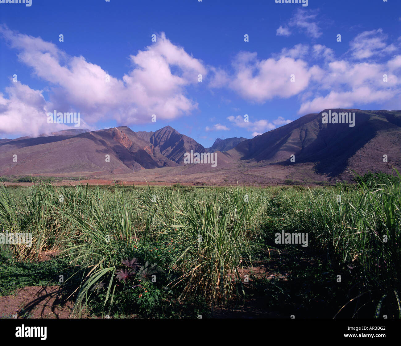 Sugar Cane Field Maui Hawaii Stock Photo Alamy