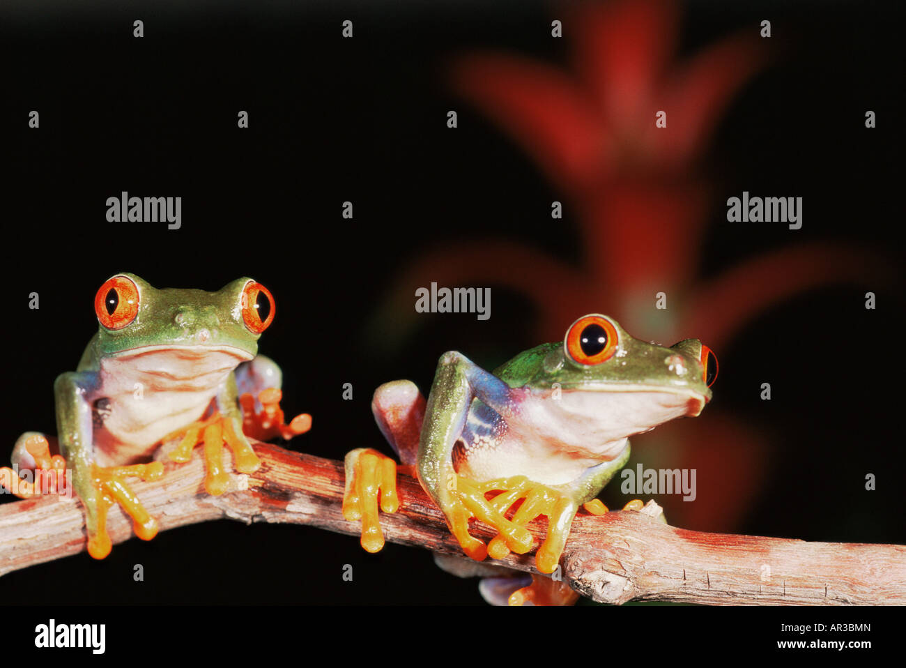 Red eyed tree frogs Stock Photo