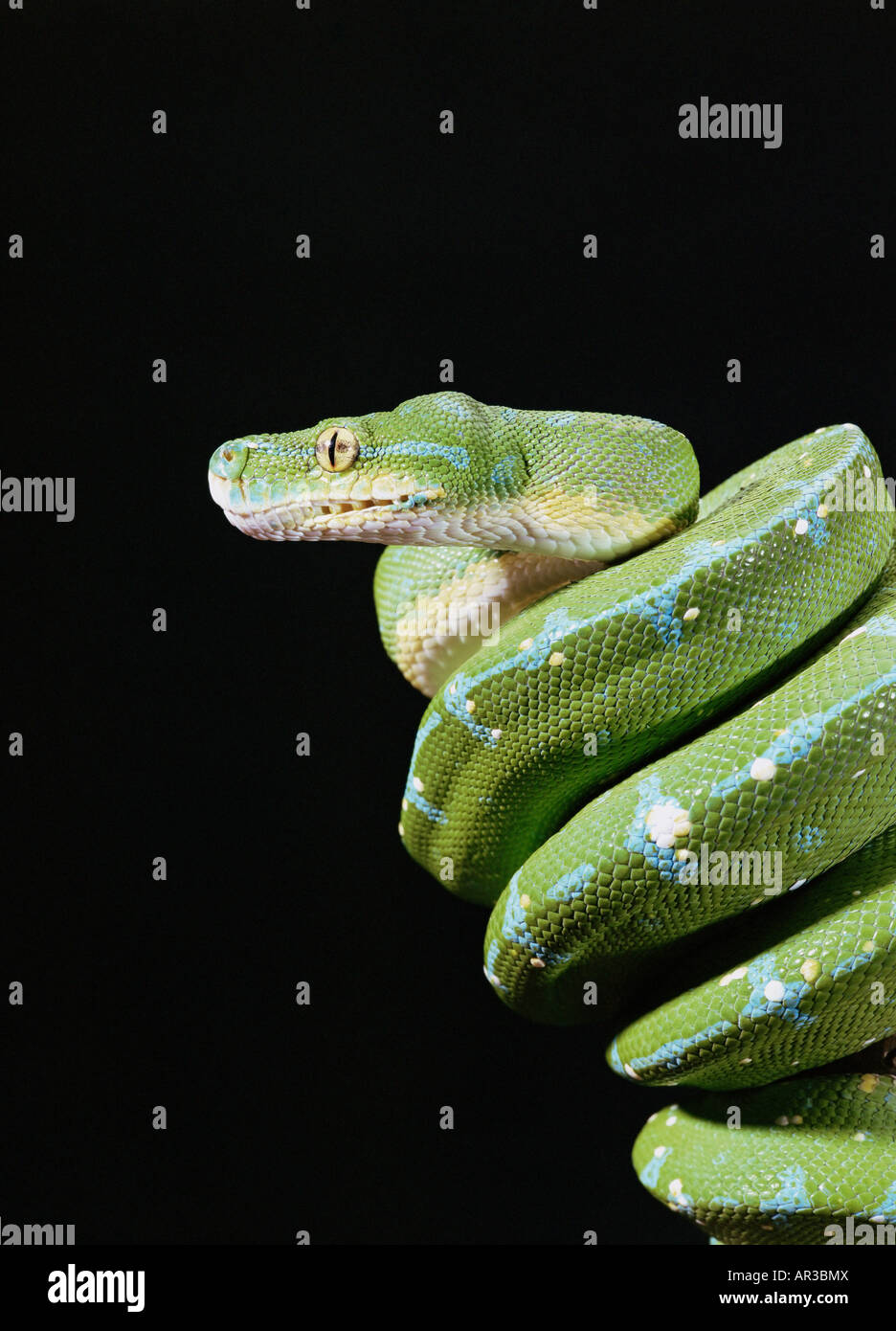 Green tree python Stock Photo - Alamy