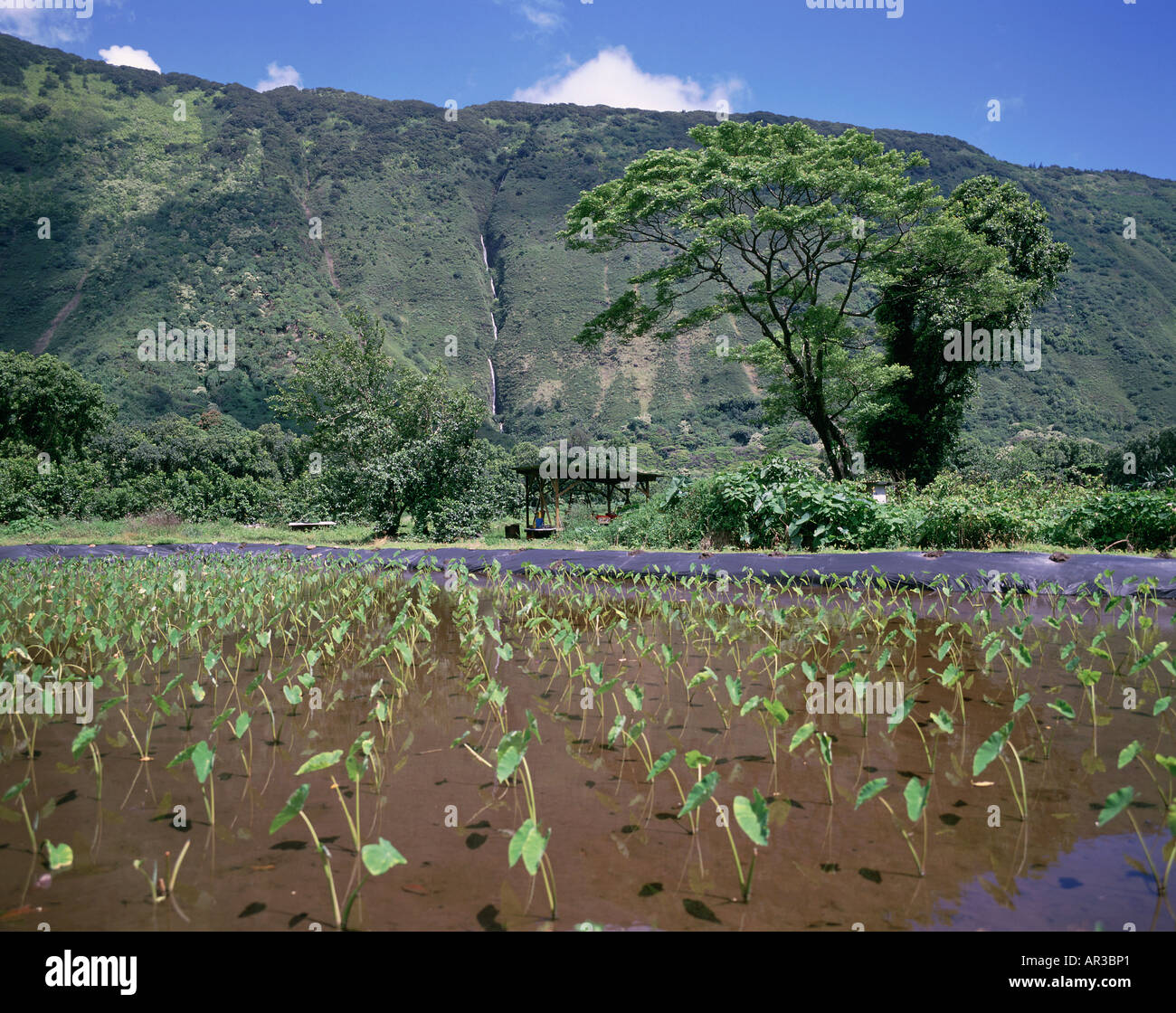 Waipio valley hawaii taro hires stock photography and images Alamy