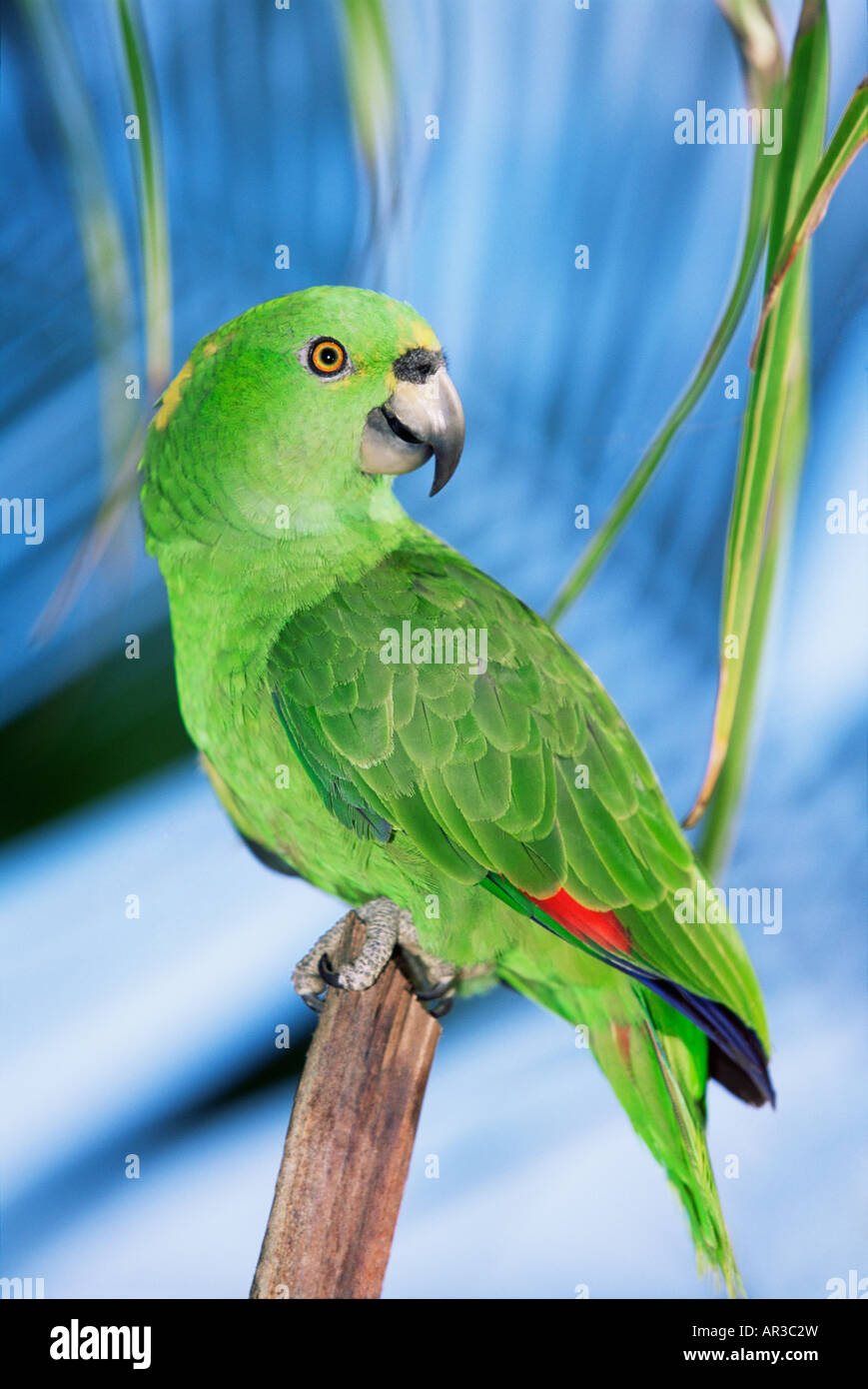 Yellow naped amazon parrot Stock Photo