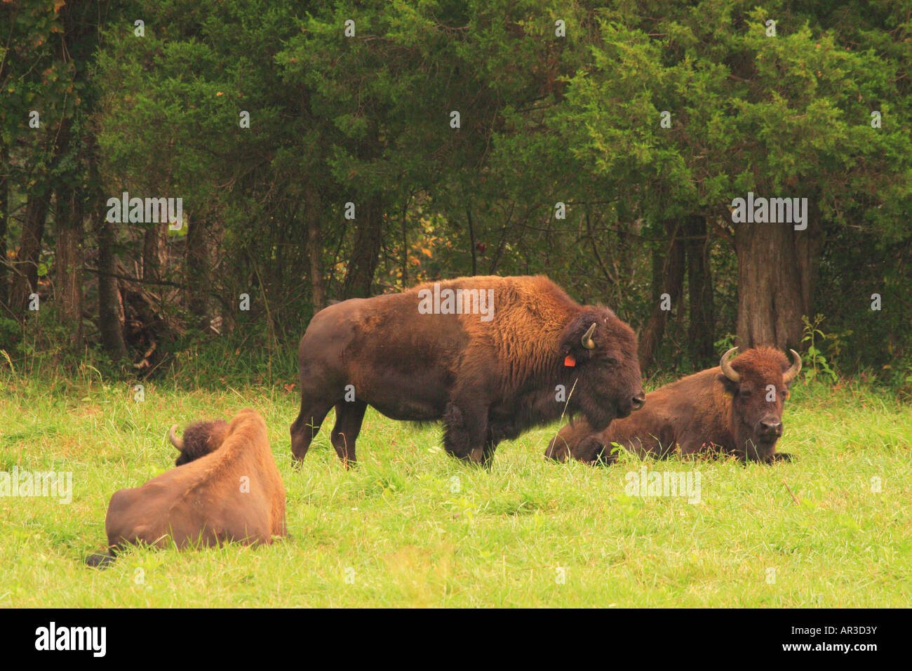 Buffalo Farm, Paint Bank, Virginia, USA Stock Photo Alamy