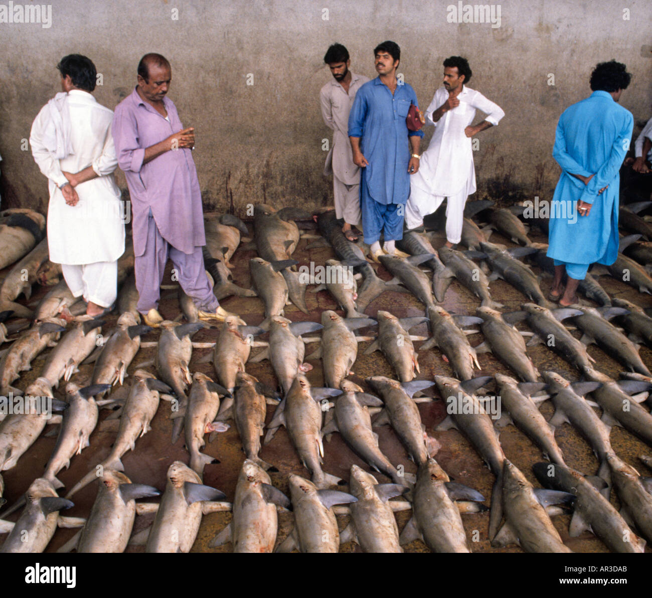 Fish buyers look over a catch of sharks before bidding at a fish Stock