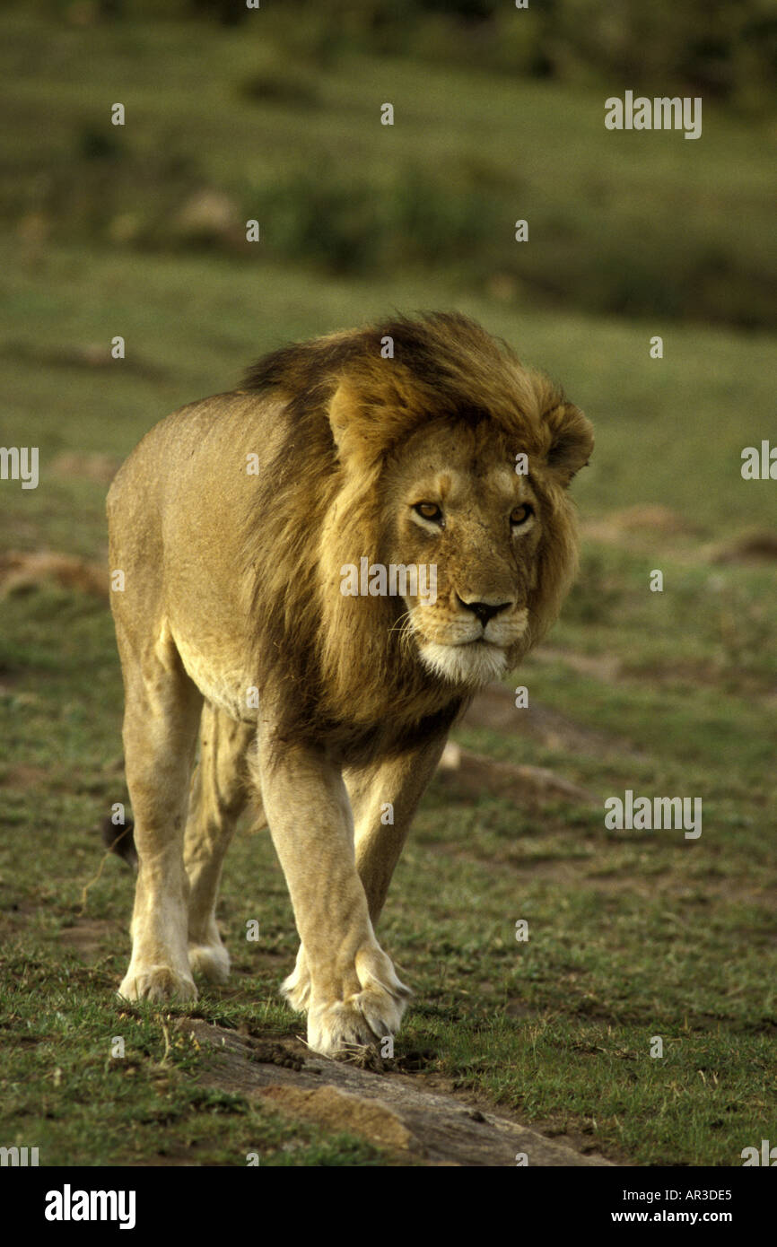Mature male lion with a fine mane walking over short green grass towards the camera Stock Photo