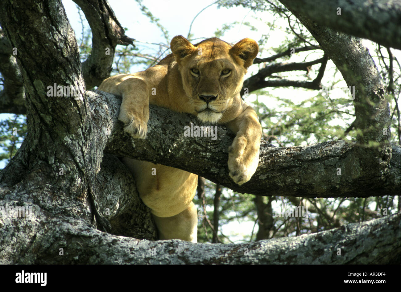 A well fed lioness with a full stomach resting in the branches of a tree Stock Photo