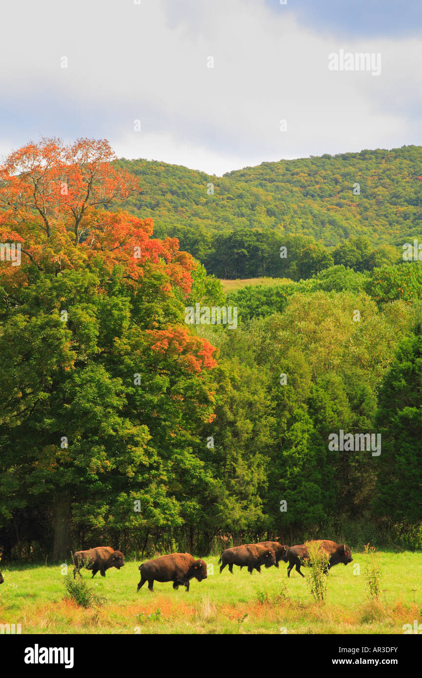 Buffalo Farm, Paint Bank, Virginia, USA Stock Photo Alamy
