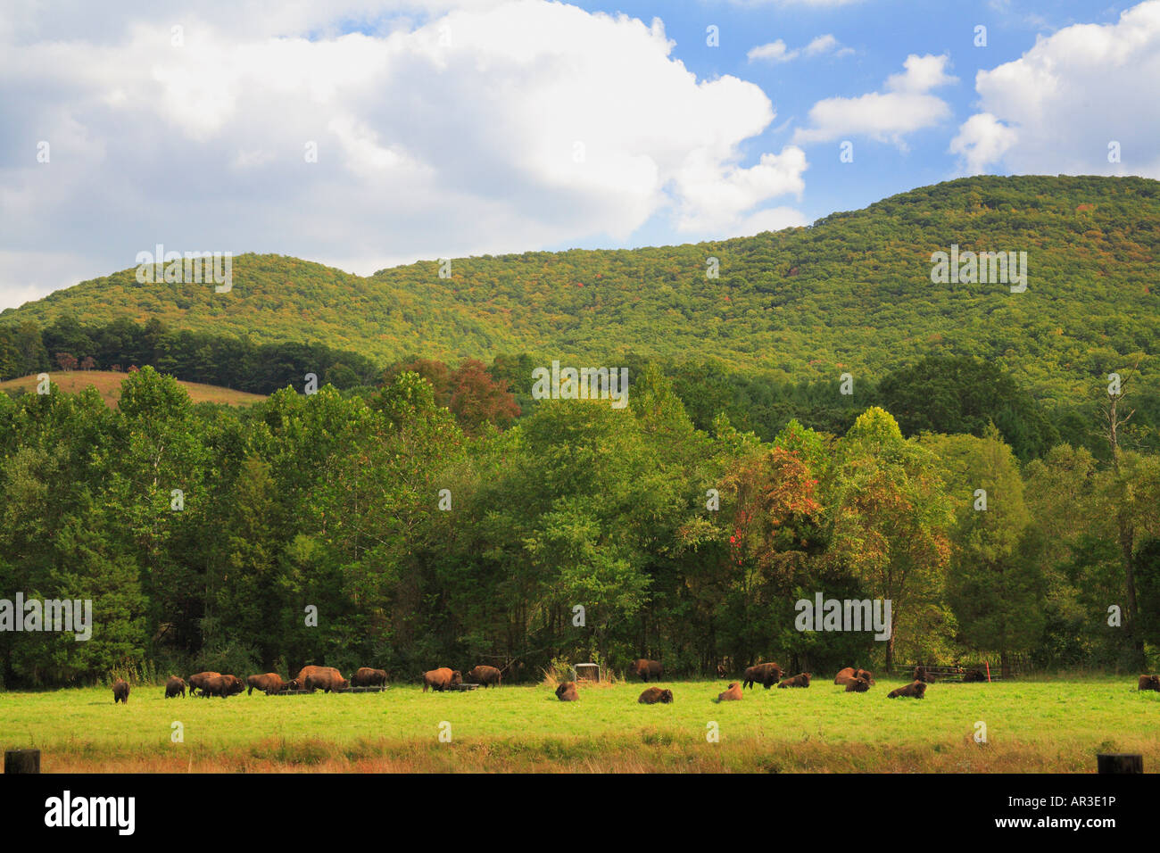 Buffalo Farm, Paint Bank, Virginia, USA Stock Photo