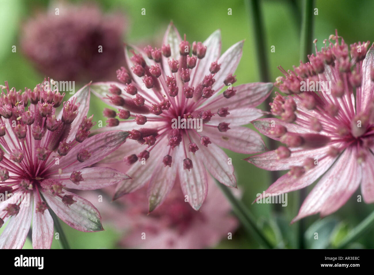 Astrantia major 'Roma'. Hattie's pincushion, Masterwort Stock Photo