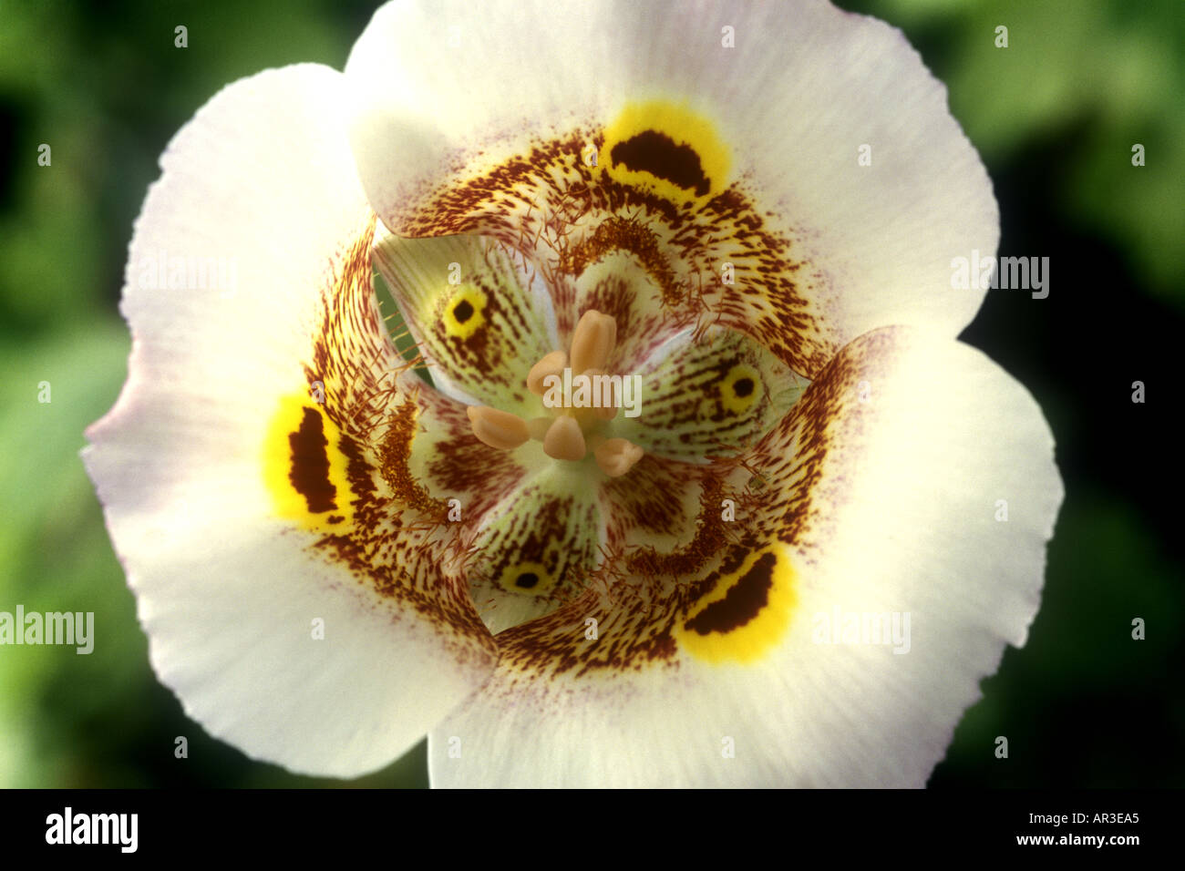 Calochortus superbus. Cat's ears, Fairy lantern, Mariposa tulip Stock Photo