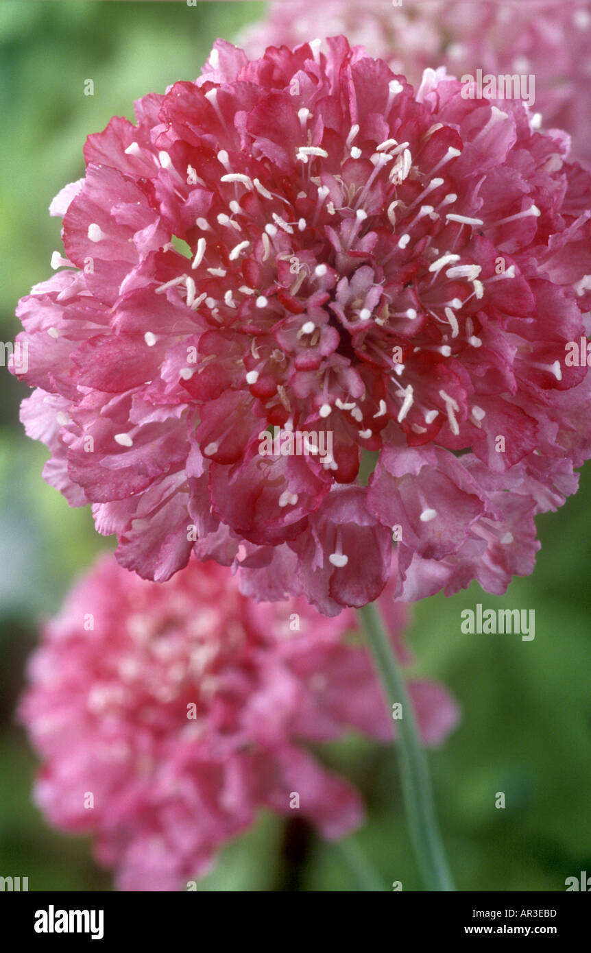 Scabiosa atropurpurea pincushion flower hires stock photography and