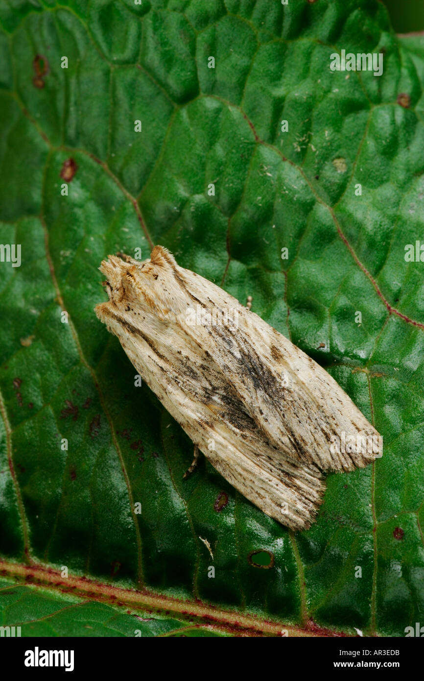Pale Pinion Lithophane hepatica at rest on leaf potton bedfordshire Stock Photo