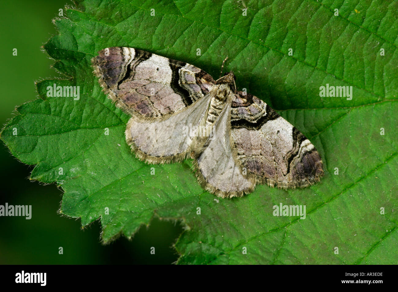 The Streamer (Anticlea derivata) at rest on leaf with wings outstretched potton bedforshire Stock Photo