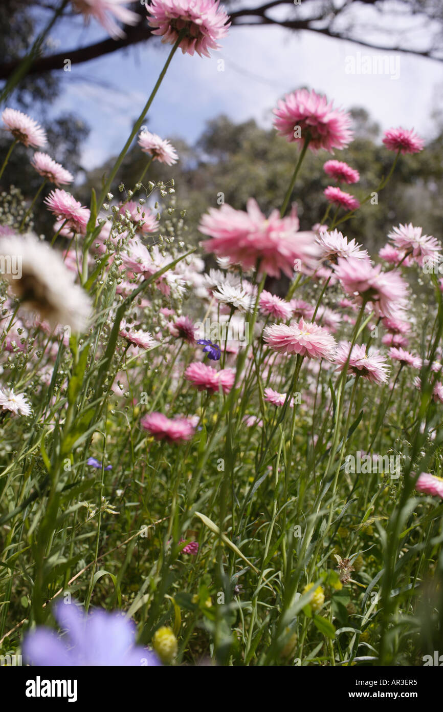 Field of wild flowers hi-res stock photography and images - Alamy