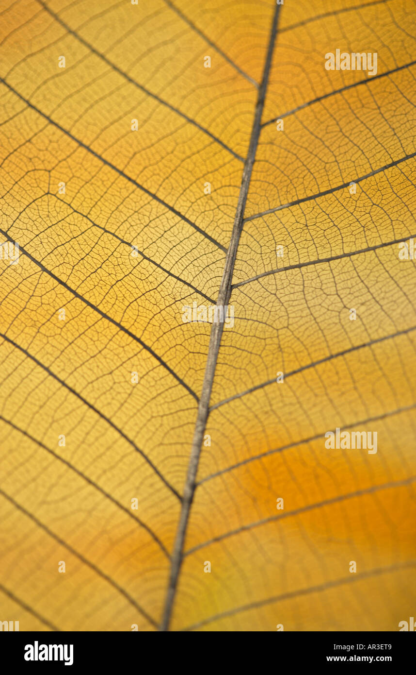Close up section of a leaf showing veins Stock Photo - Alamy