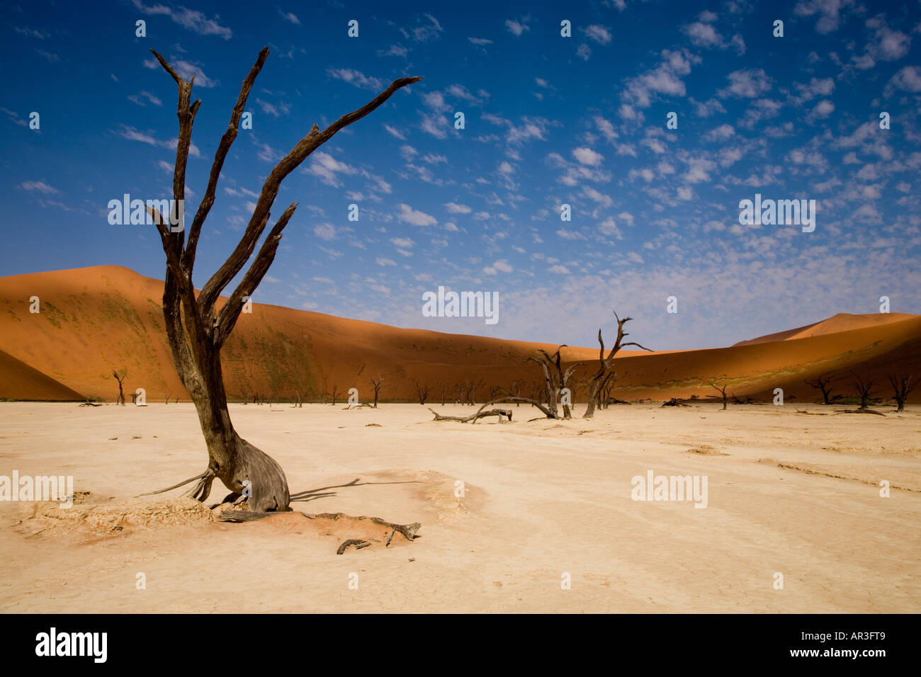 Tree Skeletons High Resolution Stock Photography and Images - Alamy
