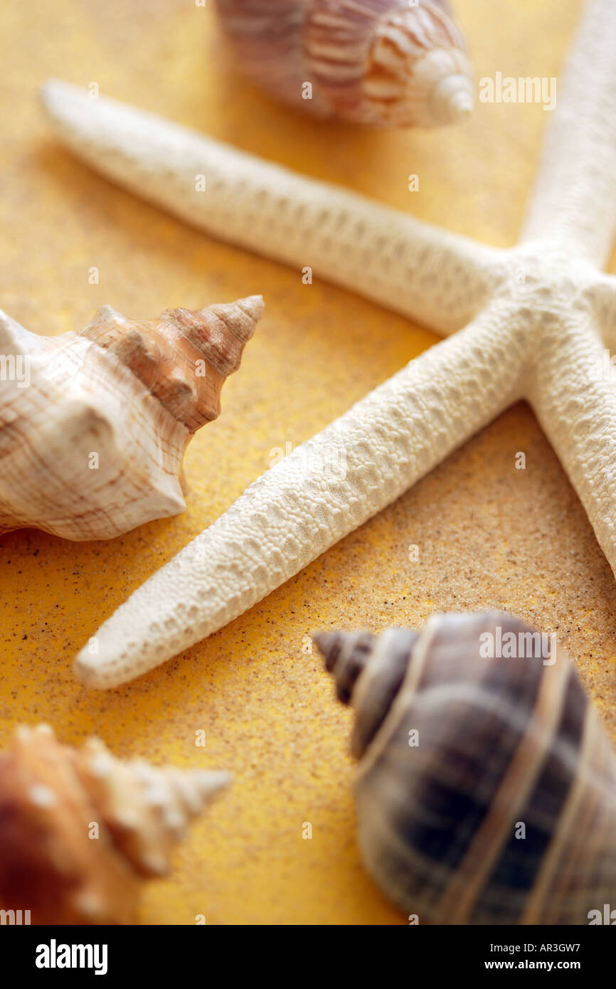 Starfish, shells and sand on yellow background Stock Photo