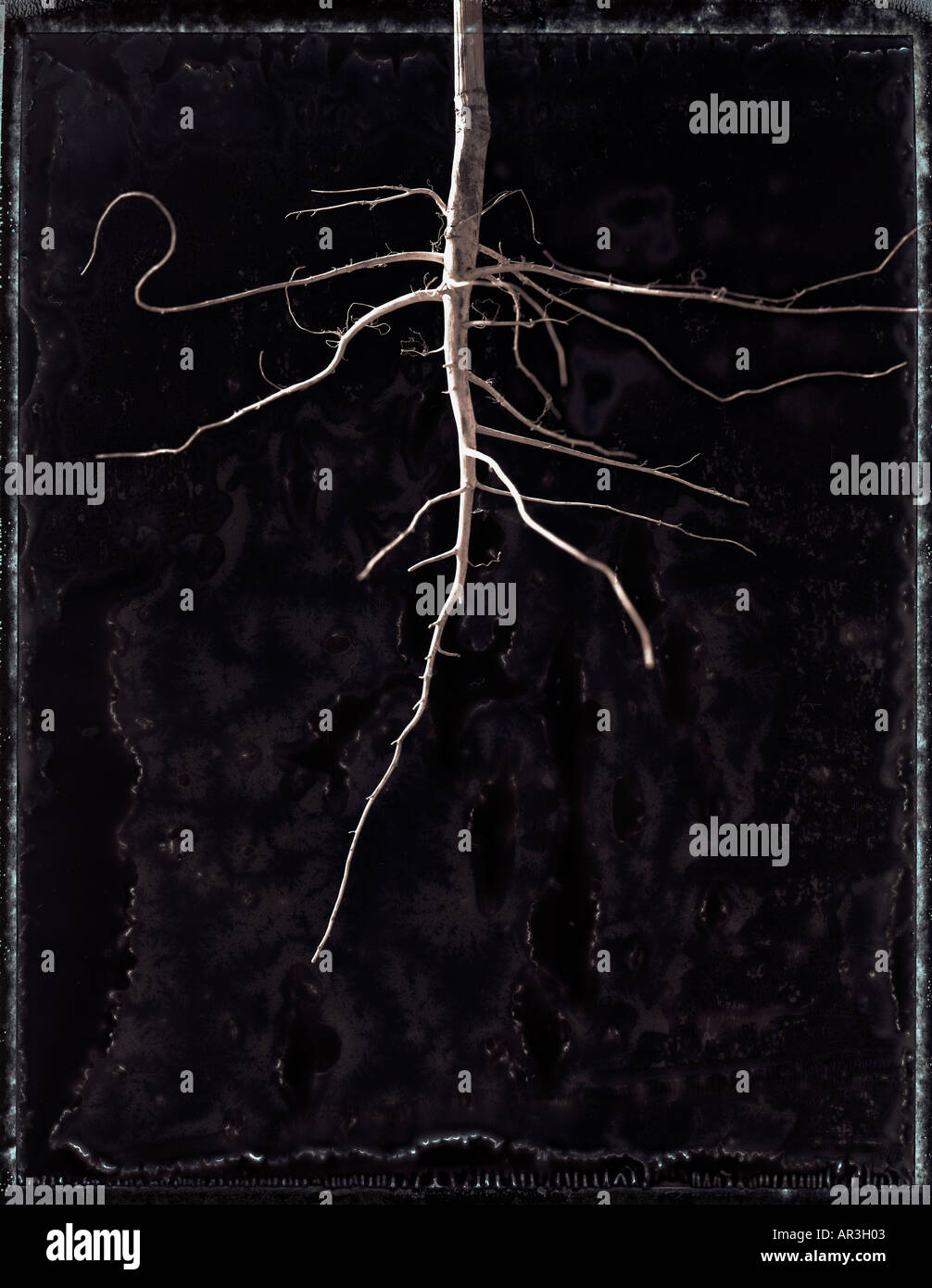 Exposed plant root hi-res stock photography and images - Alamy