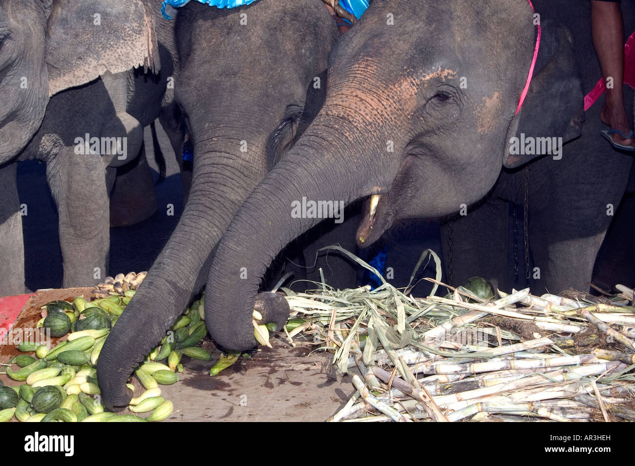 Surin Elephant roundup Thailand Stock Photo