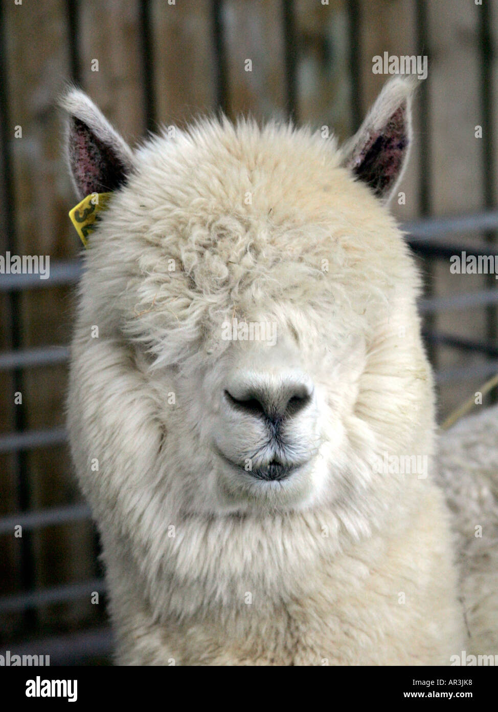 White alpaca with thick long fur. Stock Photo