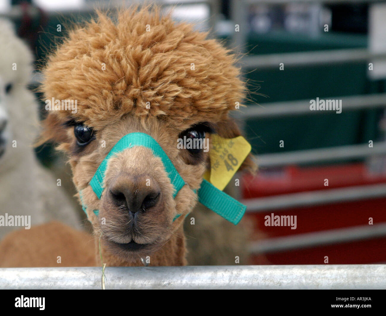 A young brown alpaca. Stock Photo