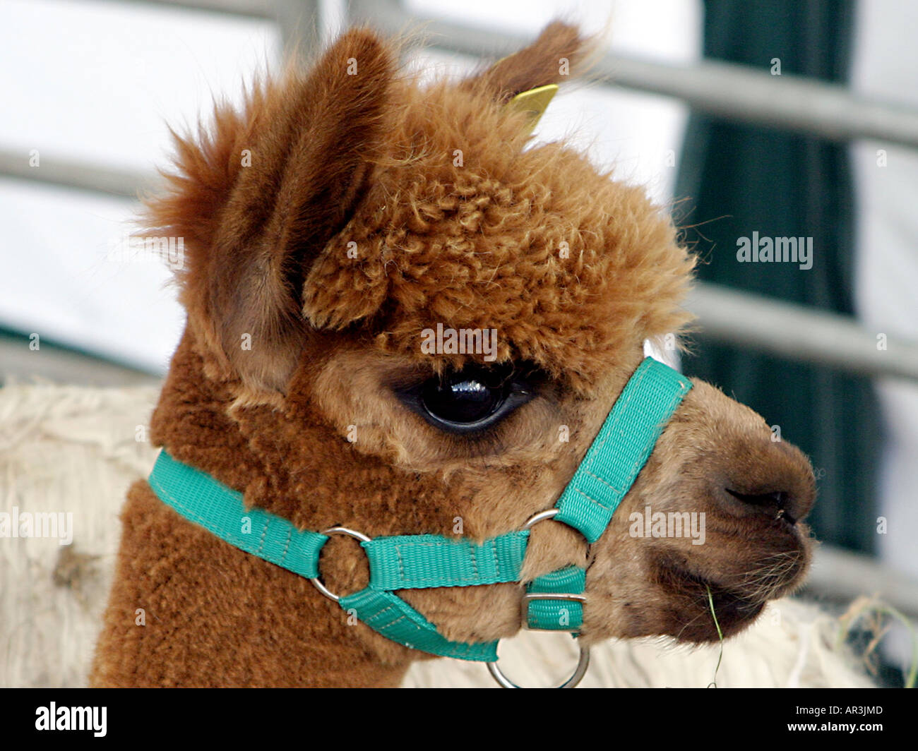 A young brown alpaca. Stock Photo