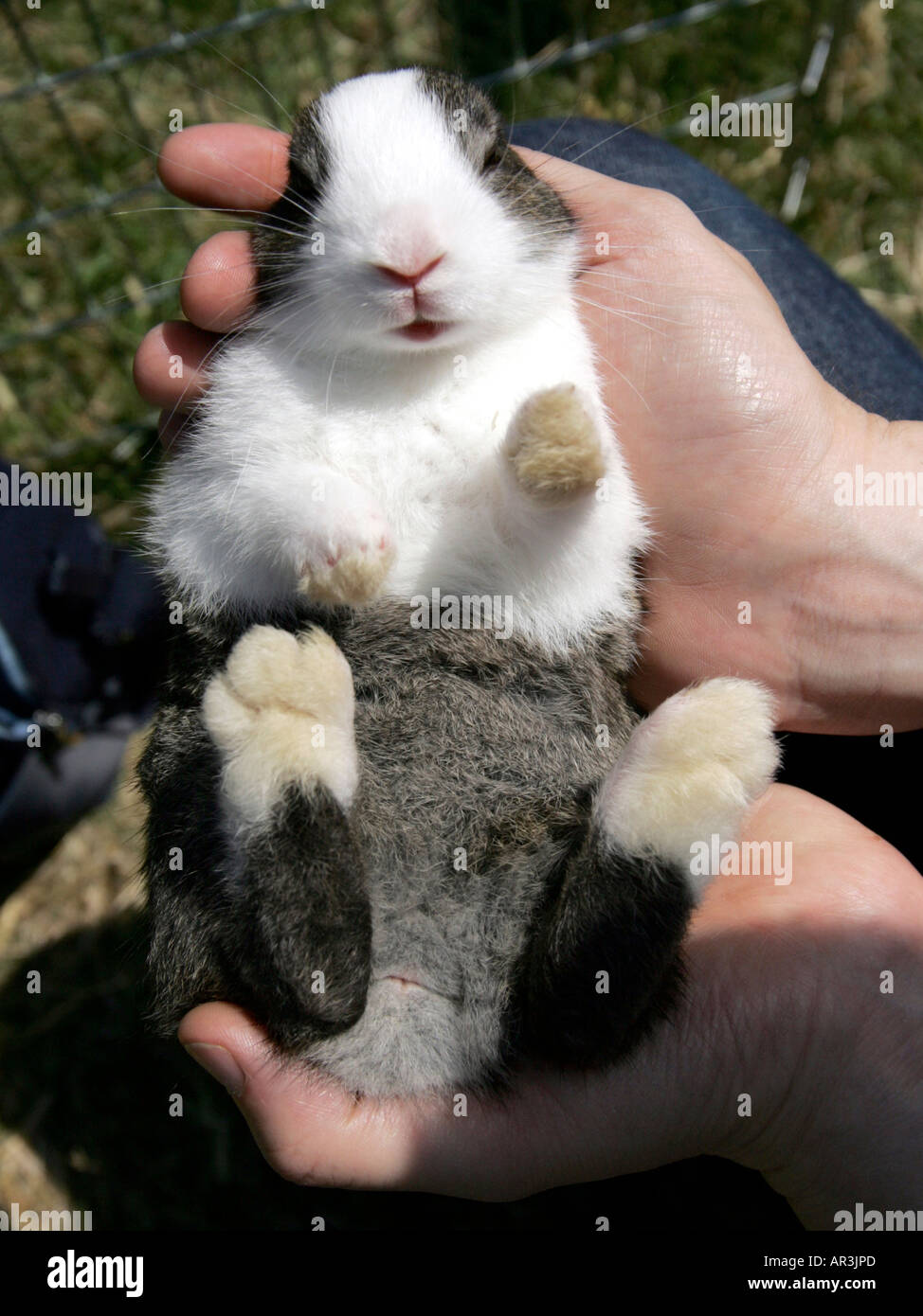 Young rabbit with big feet. Stock Photo