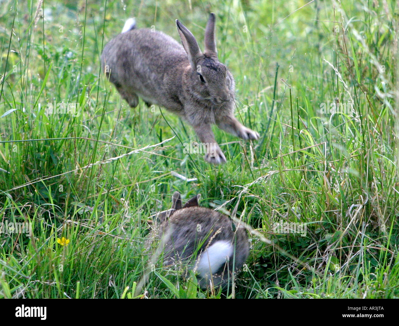 Rabbits jumping hires stock photography and images Alamy
