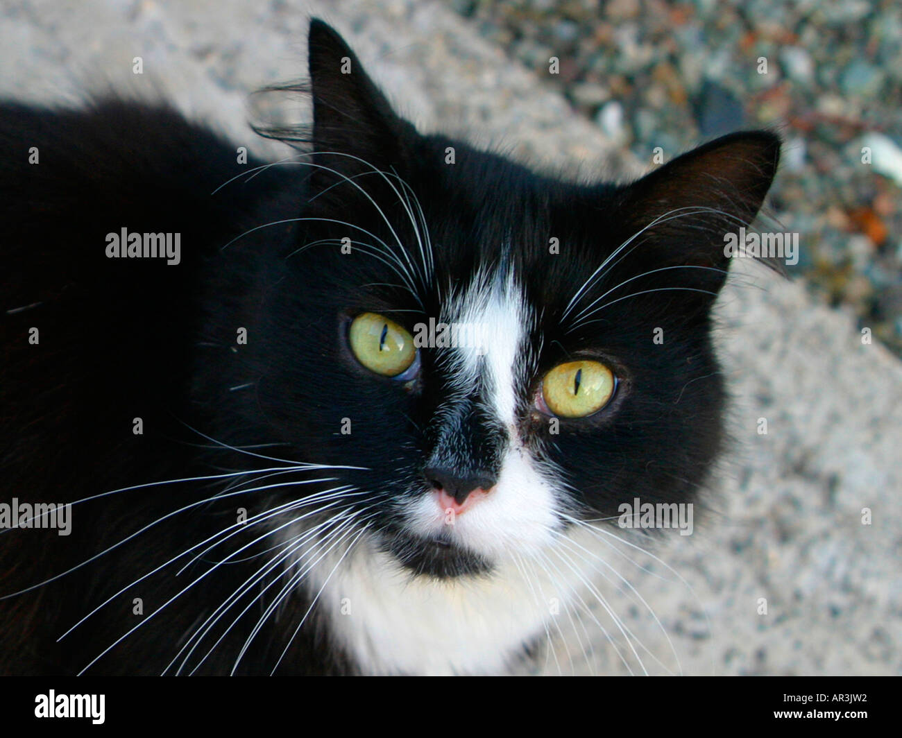 Black and white portrait of a cat hi-res stock photography and images ...