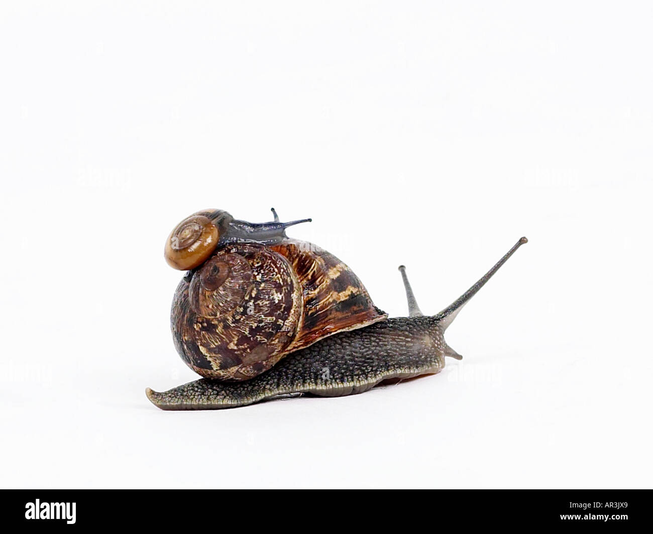 Small snail sitting on top of a large snail. Stock Photo