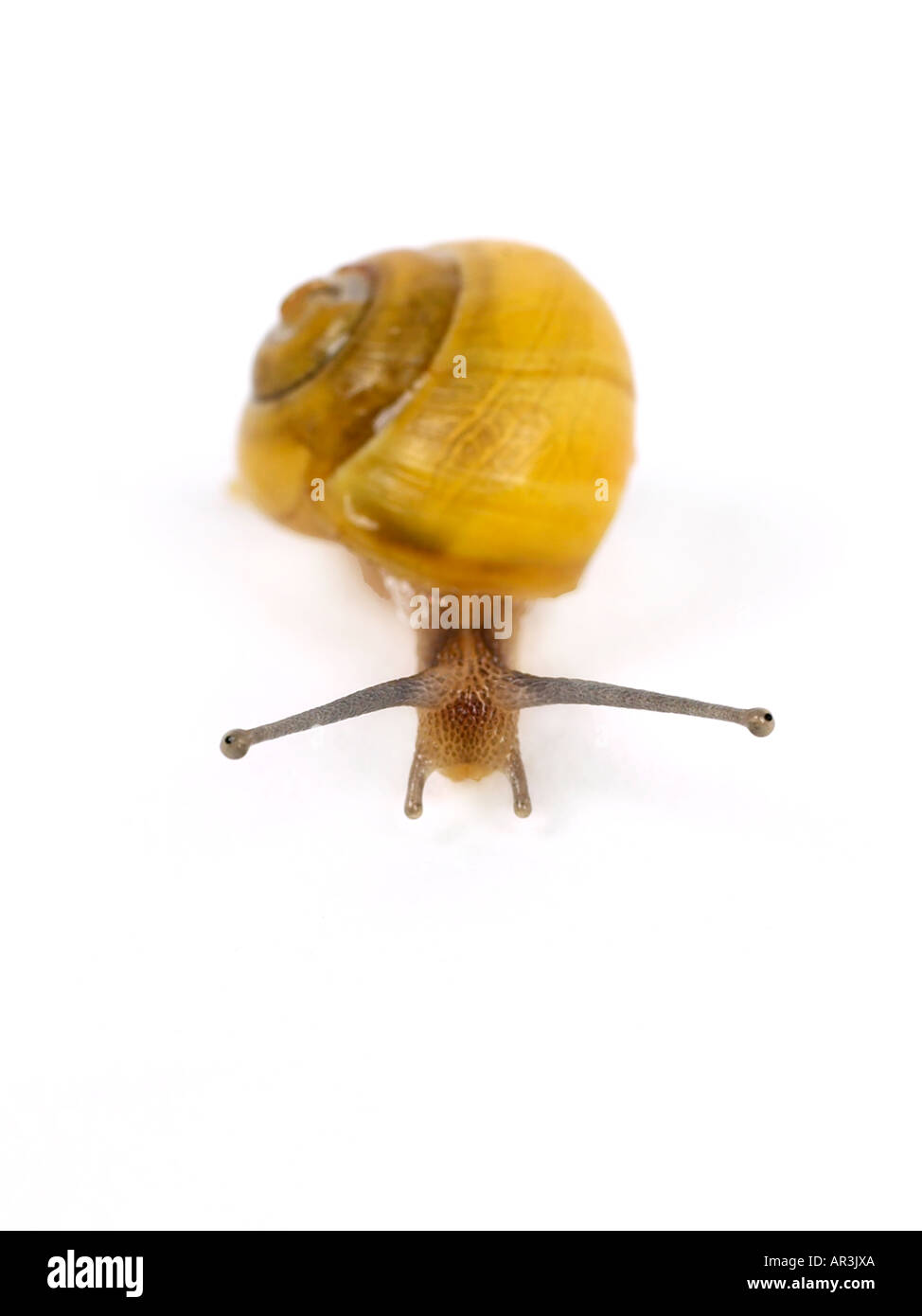 Snail with yellow shell Stock Photo Alamy