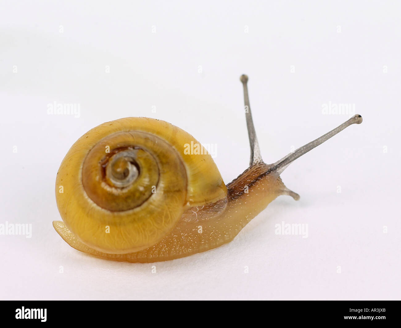 Yellow shelled snail hires stock photography and images Alamy