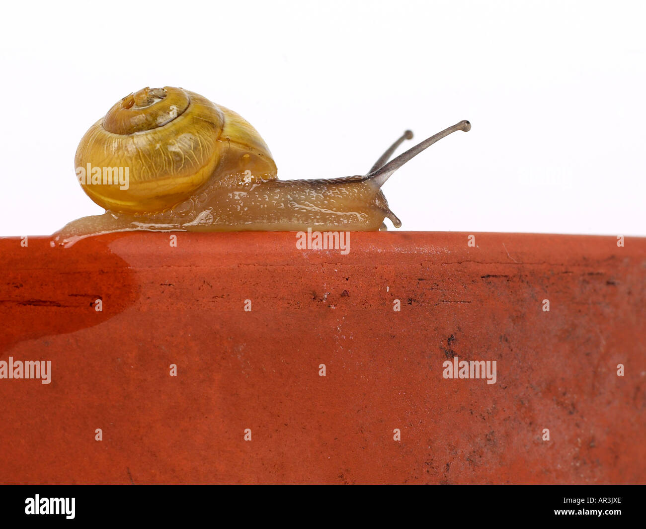 Snail on the top of a plant pot. Stock Photo
