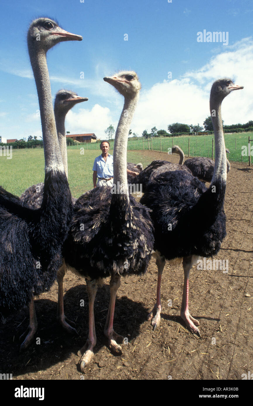 Ostrich farming UK Stock Photo Alamy