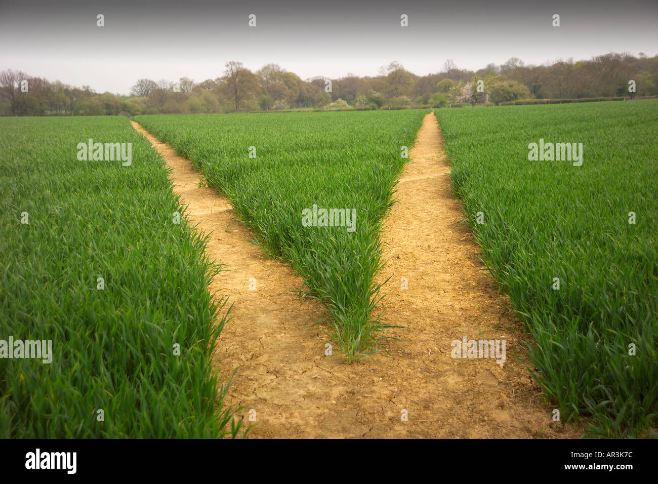 Split path