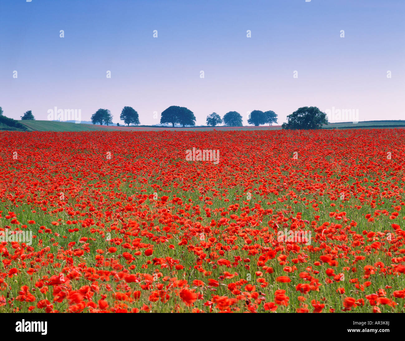 POPPY FIELD NEAR BADBURY RINGS Stock Photo - Alamy