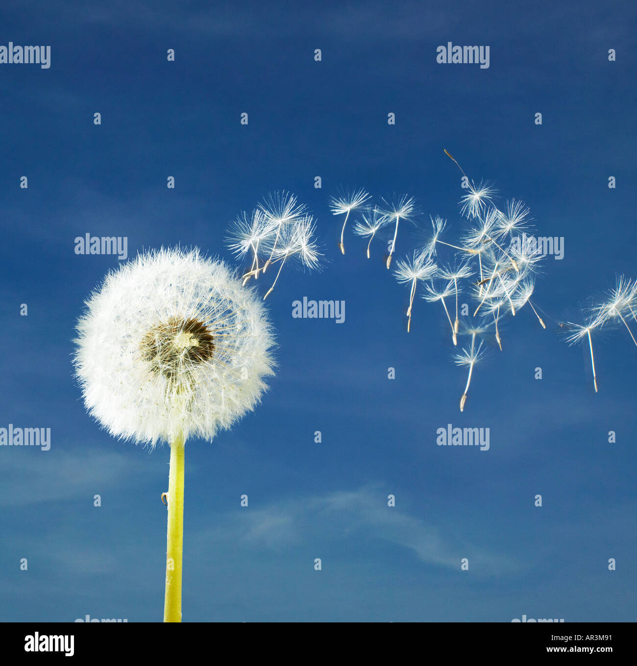 Seeding dandelion seeds blowing with the wind Stock Photo Alamy