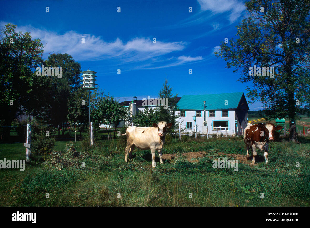 Quebec Canada Cows on Farm Stock Photo Alamy