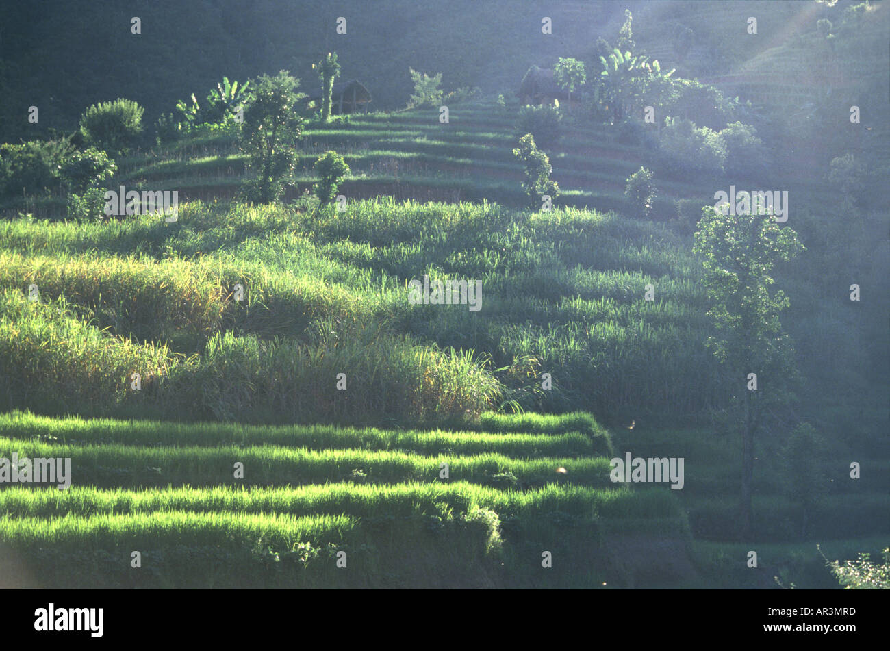 Rice terraces, Pokhara, Nepal Asia Stock Photo