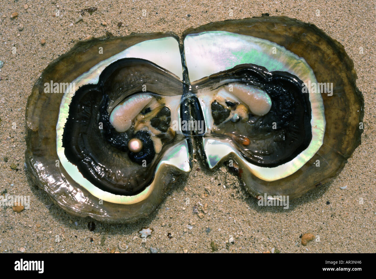View at South Sea pearl in opened Pinctada oyster, Palawan Island, Philippines, Asia Stock Photo